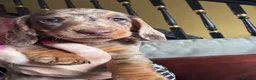 Miniature Dachshund dogs for sale: 2 super cute  dachshund babies   in Mirfield - Advert 7