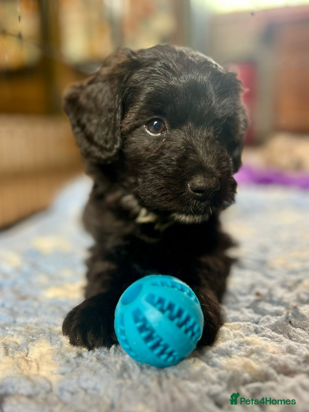 Bordoodle dogs for sale: Bordoodles Raised Right ✨ - Image 6