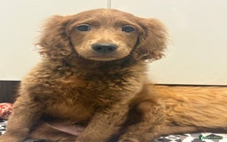 Mixed Breed dogs for sale: Cavapoo puppies  - Image 5