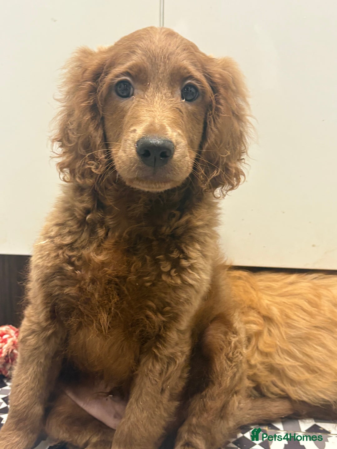 Mixed Breed dogs for sale: Cavapoo puppies  - Image 5