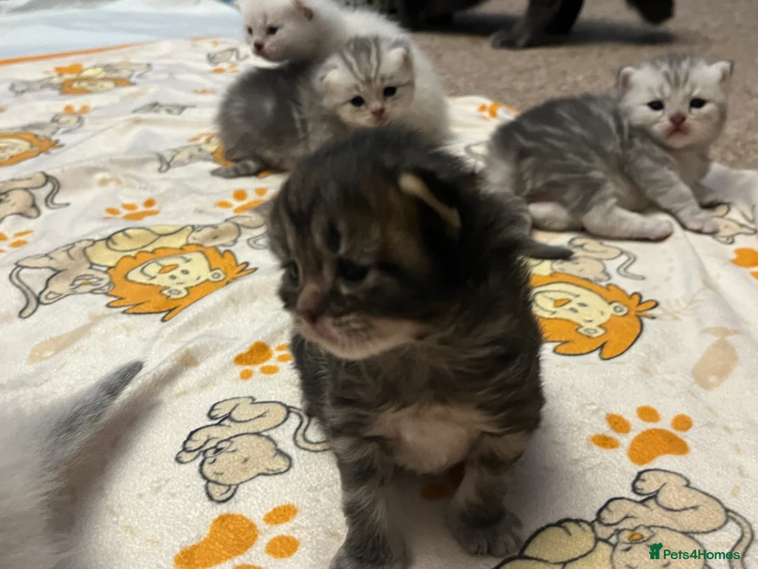 British Shorthair cats for sale: A beautiful kittens British shorthair  - Advert 36
