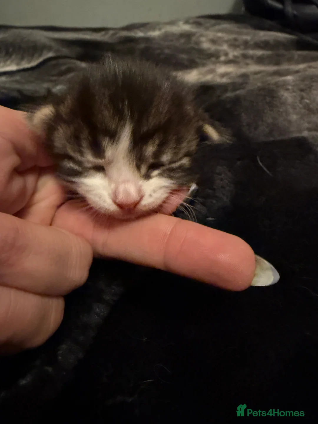 Mixed Breed cats for sale: Three lovely kittens  - Advert 6