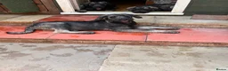 Giant Schnauzer dogs for sale: Fully vaccinated giant schnauzer puppies P/S - Advert 7
