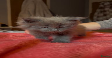 Maine Coon cats - Advert 14