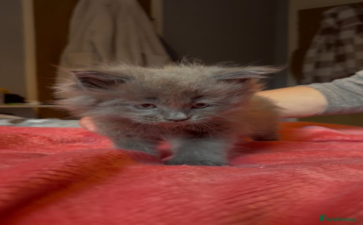 Maine Coon cats - Advert 11