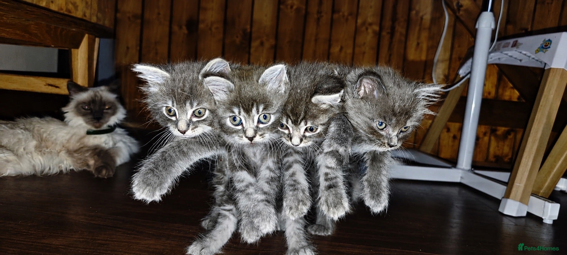 Mixed Breed cats 4 lovely fluffy kittens  - Advert 3