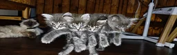 Mixed Breed cats for sale: 4 lovely fluffy kittens  - Advert 1