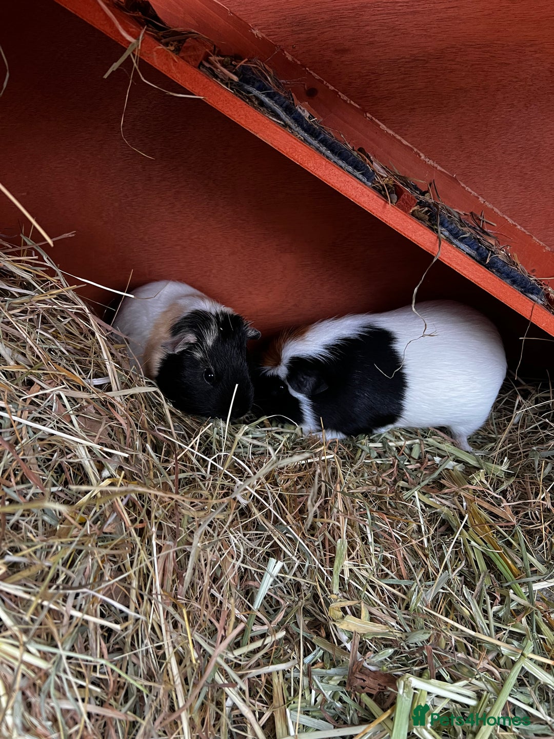 Guinea Pig rodents for sale: Male guinea pig - Advert 3