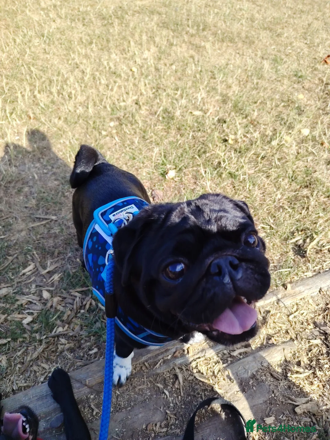 Pug dogs for sale: Brother and Sister pugs - Advert 2