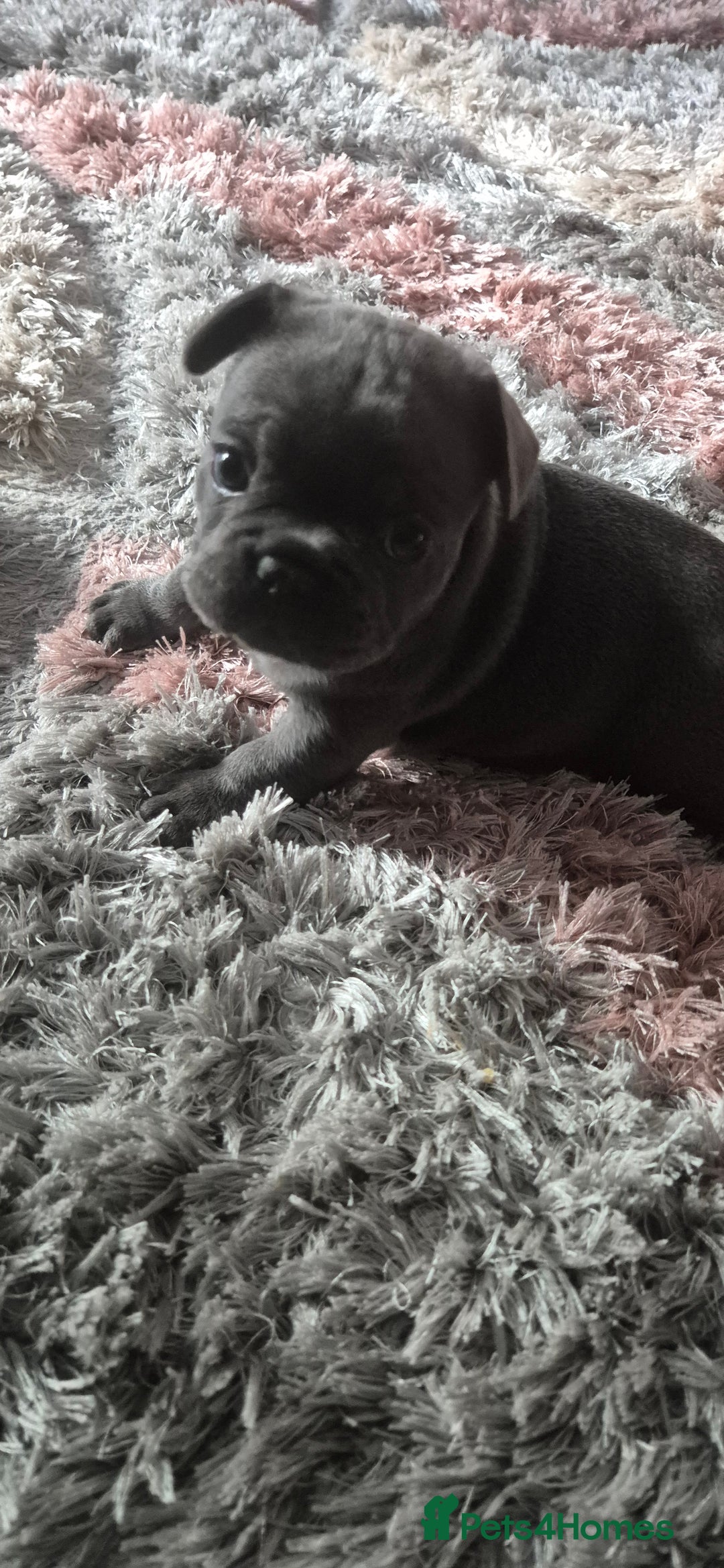 French Bulldog dogs for sale: Beautiful lilac French bulldogs - Image 6