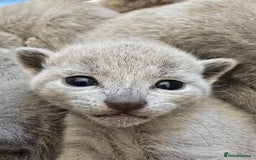 Russian Blue cats for sale: Pedigree Blue Russian kittens Gccf  - Image 18