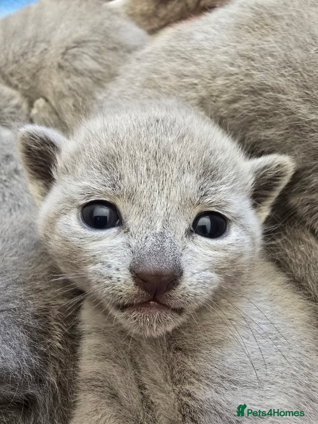 Russian Blue cats for sale: Pedigree Blue Russian kittens Gccf  - Image 18