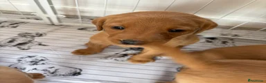 Labrador Retriever 7