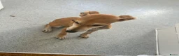 Whippet dogs for sale: Suluki whippet cross collie greyhound  in Farnham - Advert 3