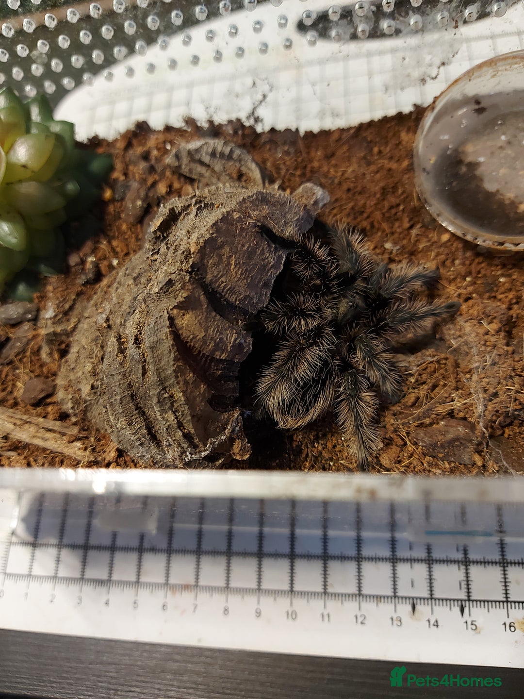 Tarantulas invertebrates for sale: Rehoming Collection of 17 Tarantulas, 1 Scorpion - Image 4
