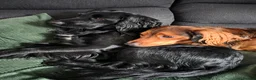 Cocker Spaniel dogs for stud: Working Cocker Spaniel for Stud - Advert 9