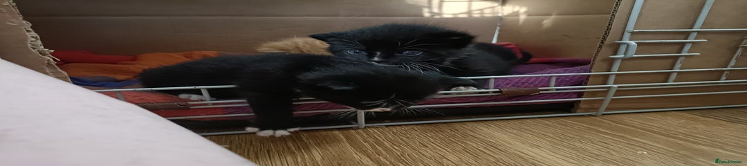 Mixed Breed Kitten 2