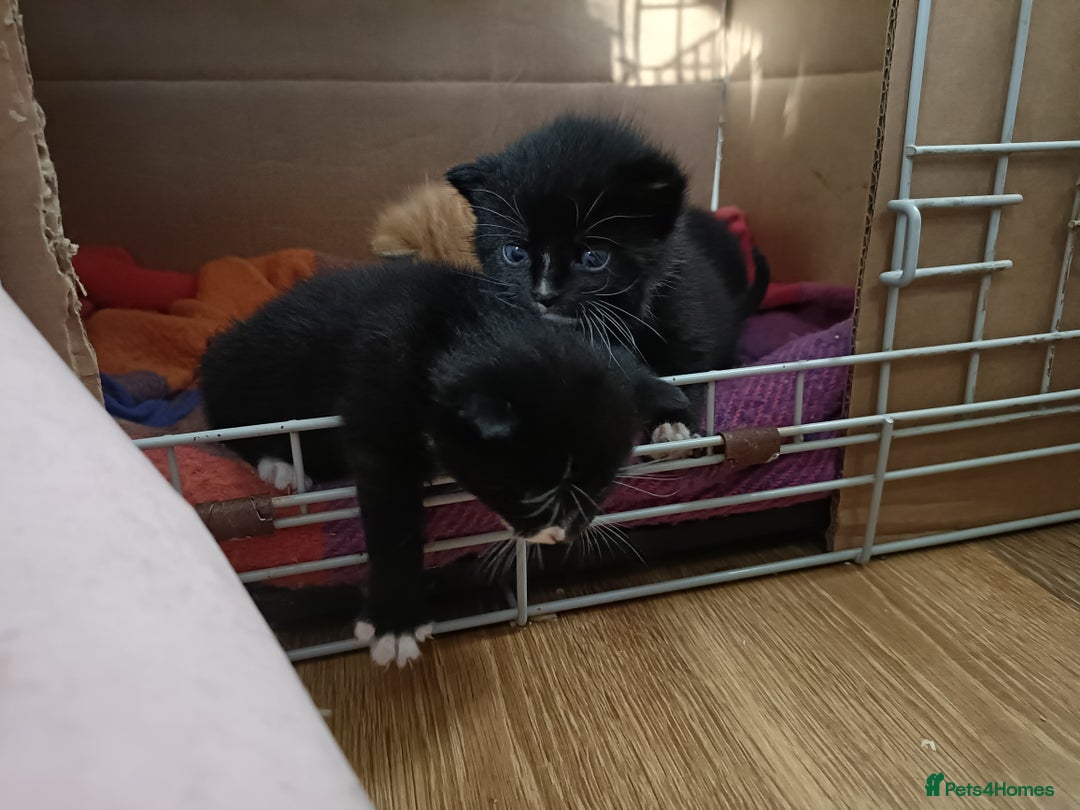 Mixed Breed cats for sale: 4 sweet happy tuxedo kittens - Image 4