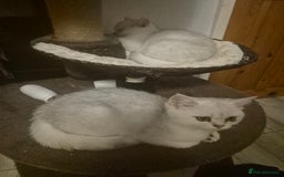 British Shorthair cats for sale: Ready now British silver shorthair Gccf registered - Image 3