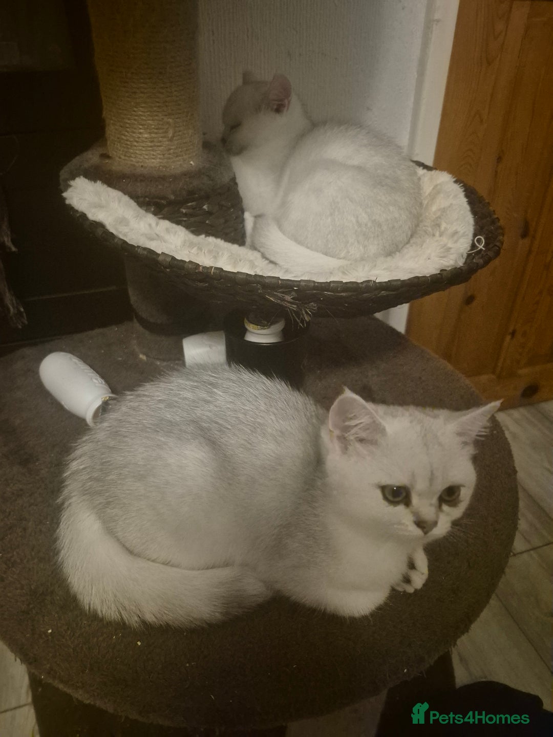 British Shorthair cats for sale: Ready now British silver shorthair Gccf registered - Image 3