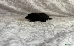 Maltipoo dogs for sale: 🤩 4 stunning male F1 Maltipoo 🤩 - Image 7
