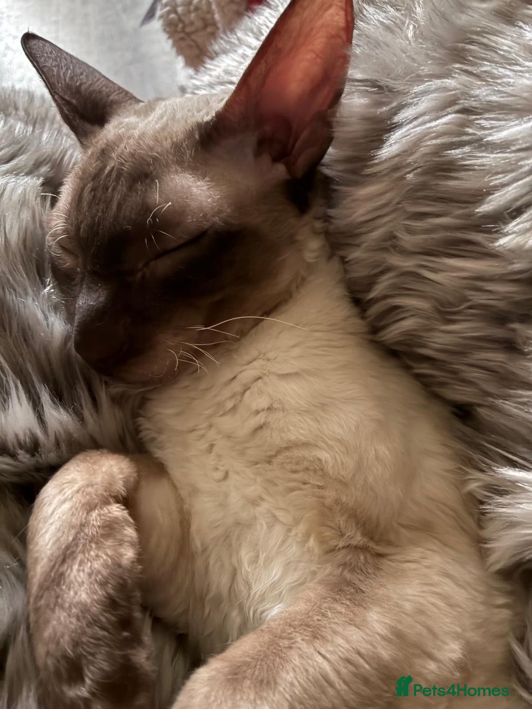 Cornish Rex cats for sale: Cornish Rex Chocolate Point Male 9 months £500 - Advert 6