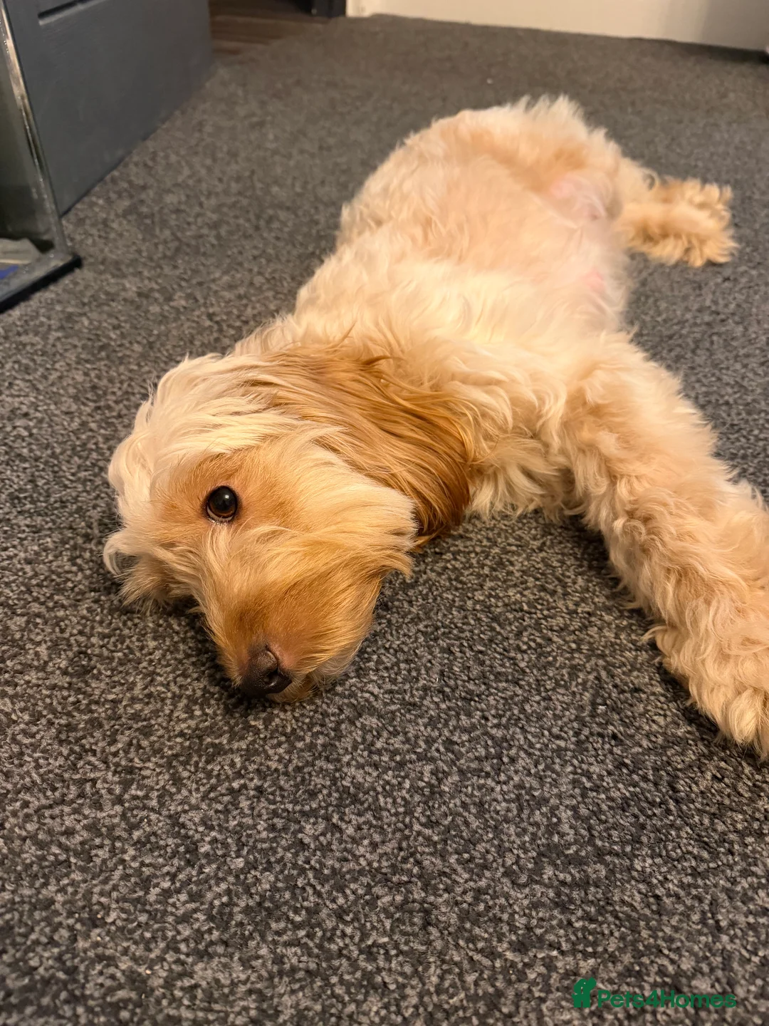 Cockapoo dogs for sale: Beautiful cockapoo puppies  - Advert 4