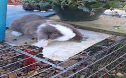 French Lop rabbits for sale: Minilop x french lop 2 male bunnies - Advert 4