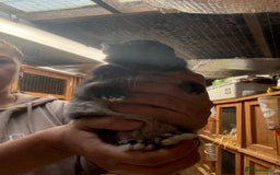 Netherland Dwarf rabbits for sale: Pure bred Netherland Dwarfs  - Image 7