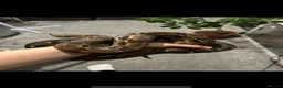 Boa Snake reptiles for sale: BCI male - Advert 4