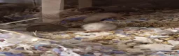 Hamster rodents for sale: Beautiful Syrian hamster babies - Advert 5