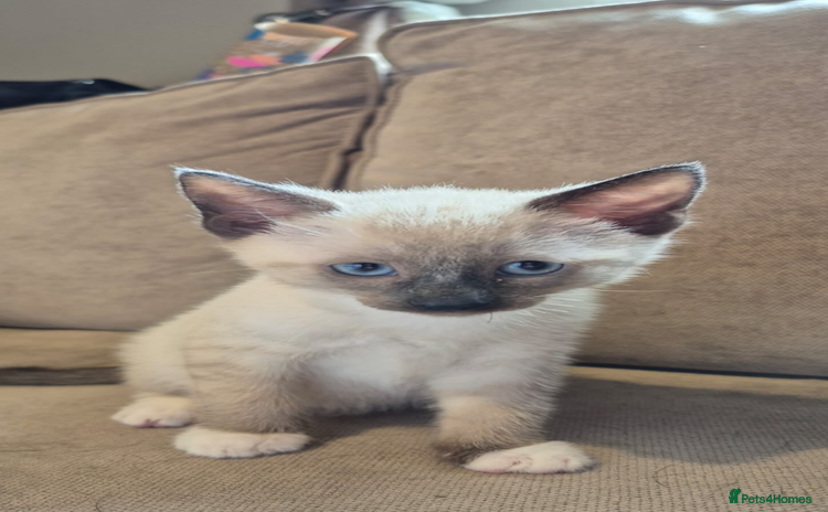Ragdoll cats - Advert 3