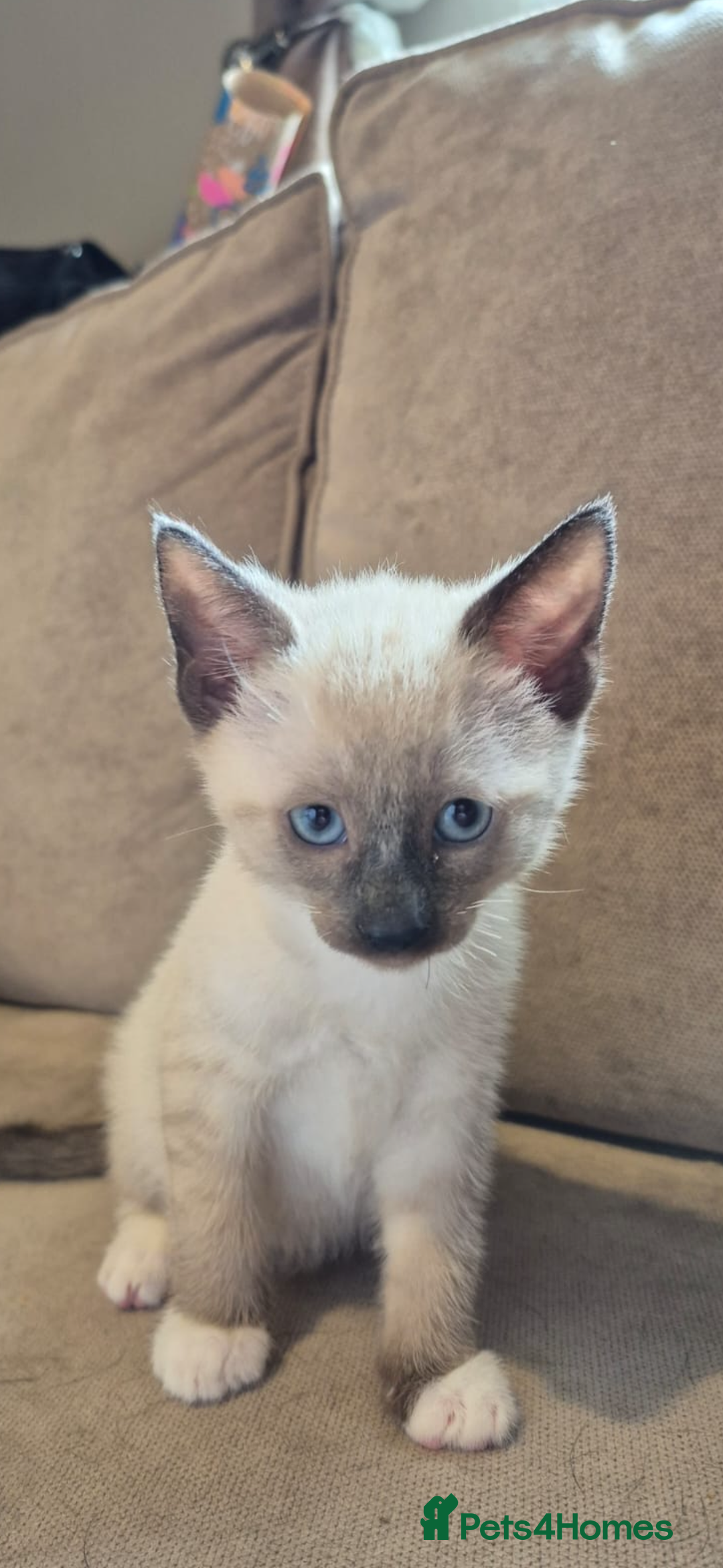 Ragdoll cats for sale: Siamese cross ragdoll kittens  - Image 1