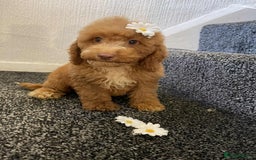 Cavapoo dogs for sale: Red cavapoo Boy and Girl  - Image 5