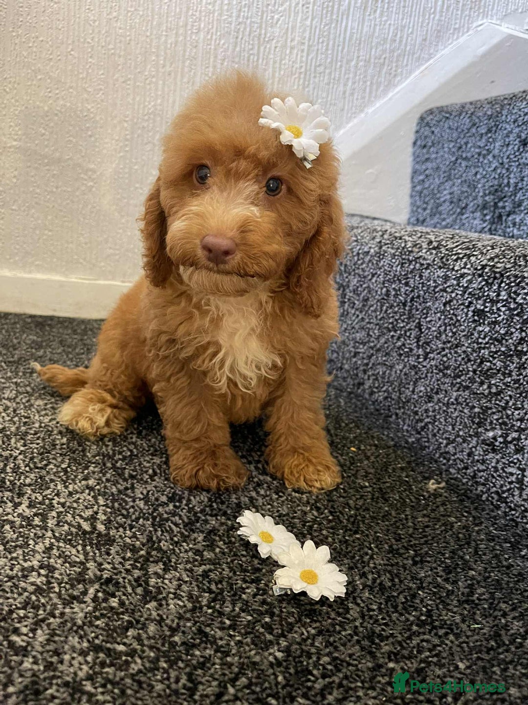 Cavapoo dogs for sale: Red cavapoo Boy and Girl  - Image 5