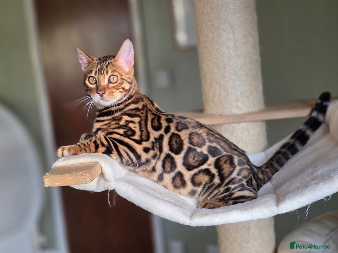 Bengal cats for sale: Brown Rosetted Bengal Prince  - Advert 19