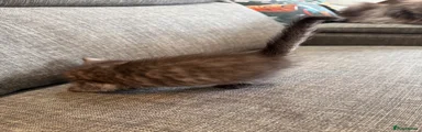 Maine Coon 2