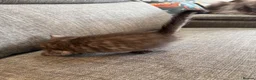 Maine Coon cats for sale: mainecoon kittens  - Advert 8