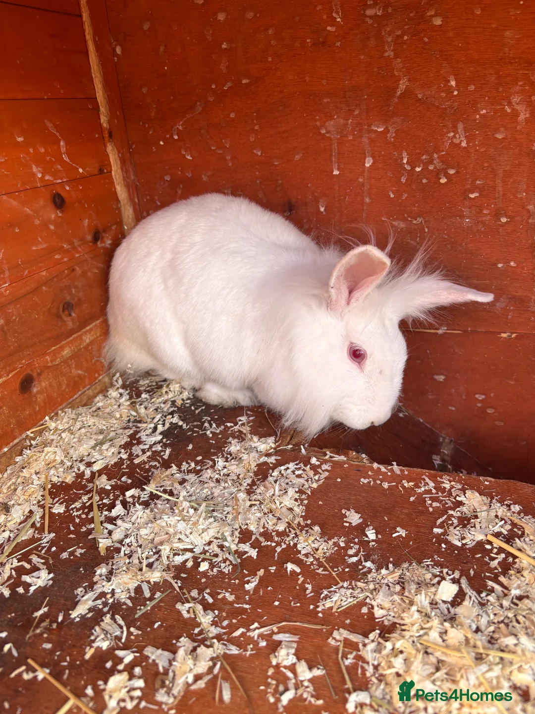 Lionhead rabbits for sale: Lionhead  - Advert 3