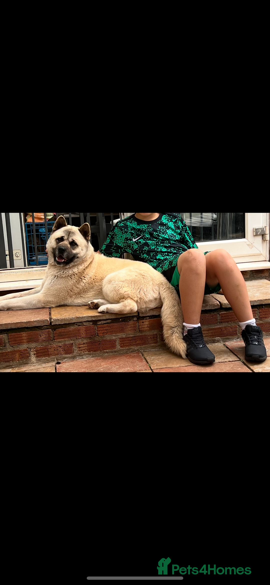Akita dogs for sale: Akita 2 years old  - Image 3