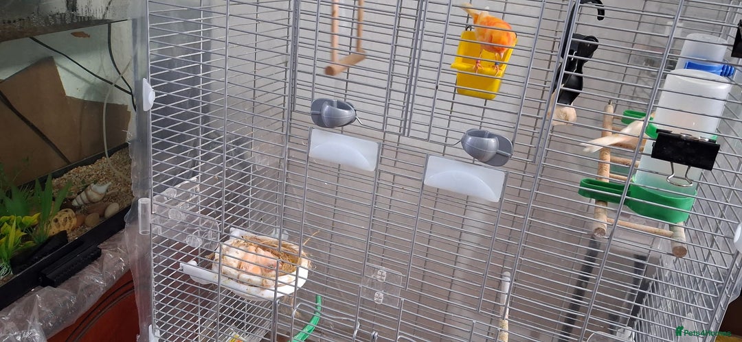 Canaries birds for sale: Canaries breeding pair with babies  - Advert 14
