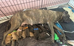 Mixed Breed dogs for sale: Cane corso x Staffordshire bull terrier  - Image 1