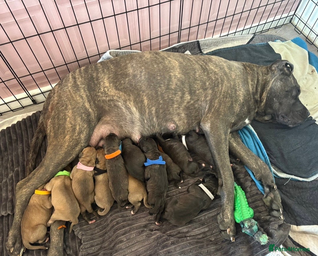 Mixed Breed dogs for sale: Cane corso x Staffordshire bull terrier  - Image 1