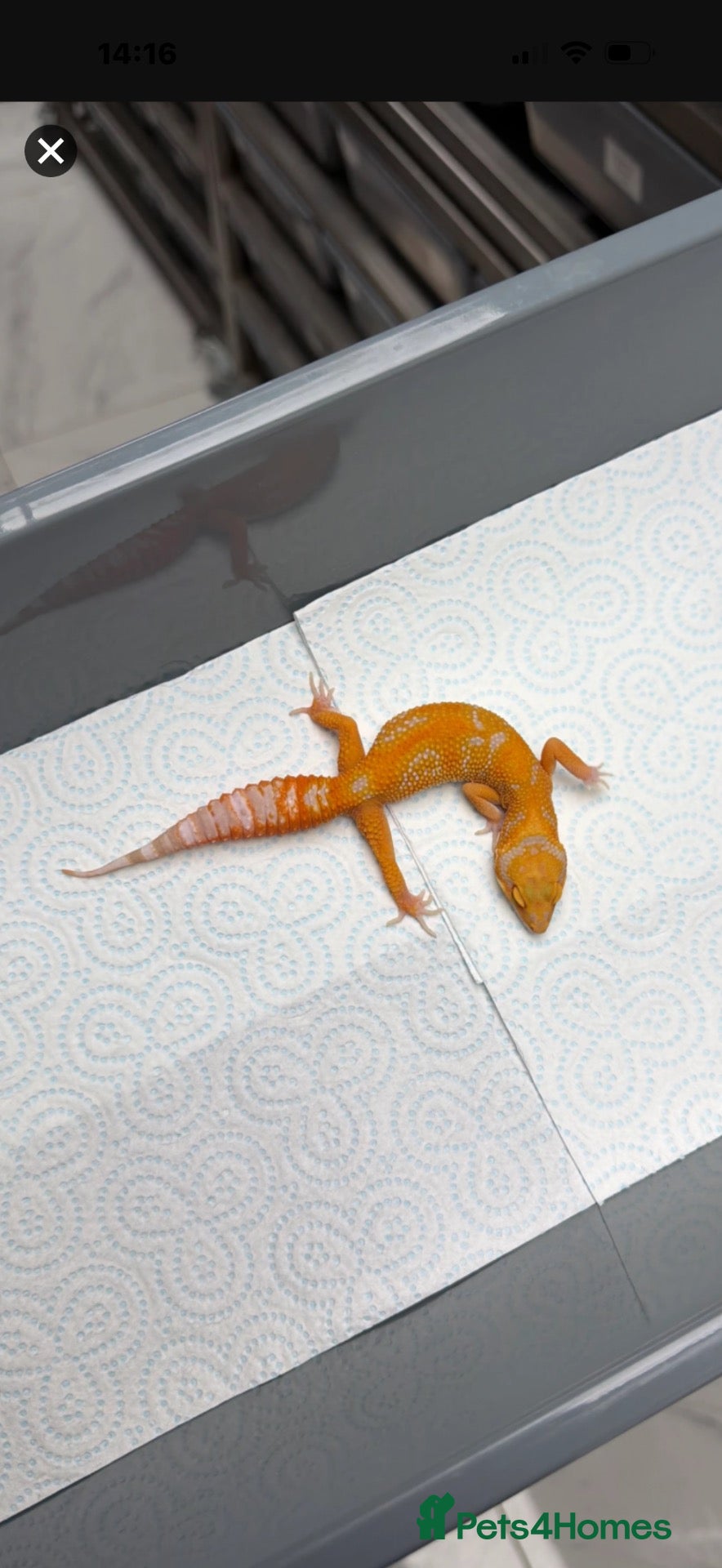 Gecko reptiles for sale: 6 Tangerine Trempers For Sale - Advert 2