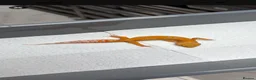 Gecko reptiles for sale: 6 Tangerine Trempers For Sale - Advert 3