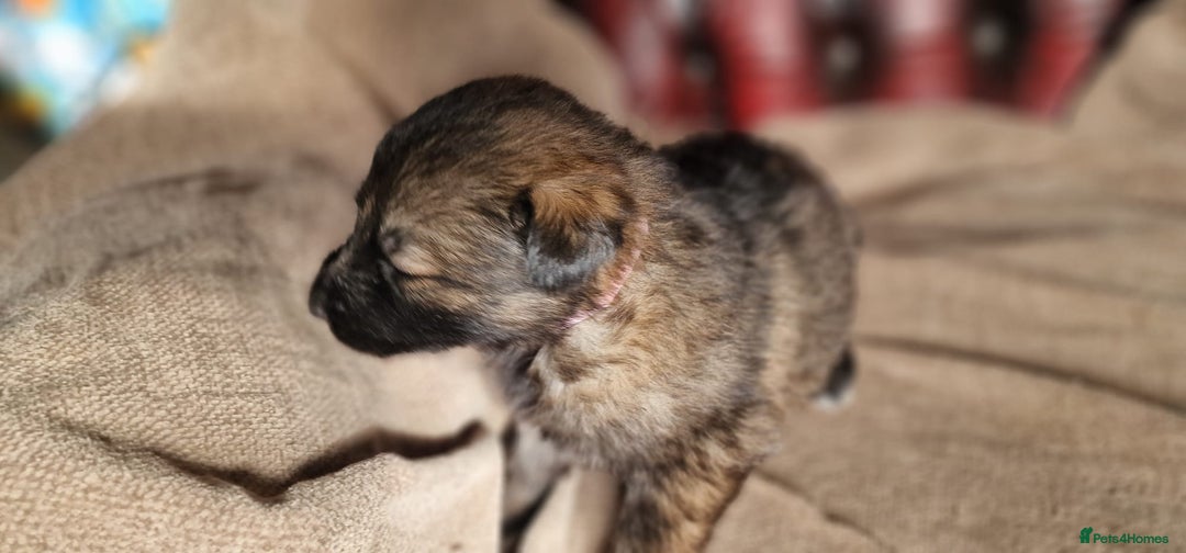 German Shepherd dogs for sale: Long-Haired Straight Back German Shepherd Puppies - Image 11