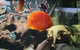 Cichlids fish for sale: Large cichlids and catfish  - Advert 3