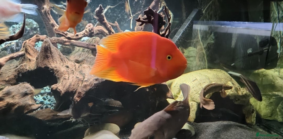 Cichlids fish for sale: Large cichlids and catfish  - Advert 3