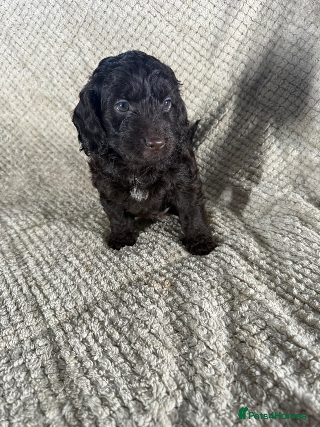 Cockapoo dogs for sale: F1 Cockerpoo Puppies For Sale  - Advert 19
