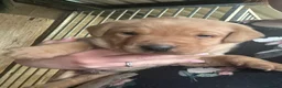 Labrador Retriever dogs for sale: Labrador puppies for sale - Advert 5